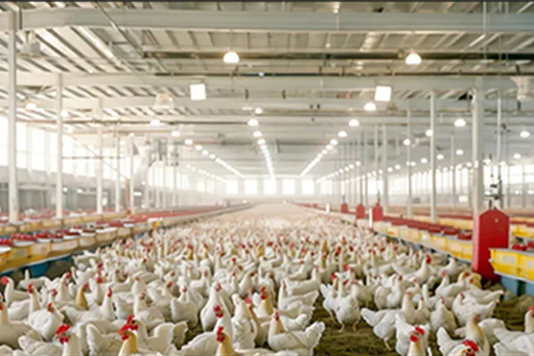 Poultry Farms