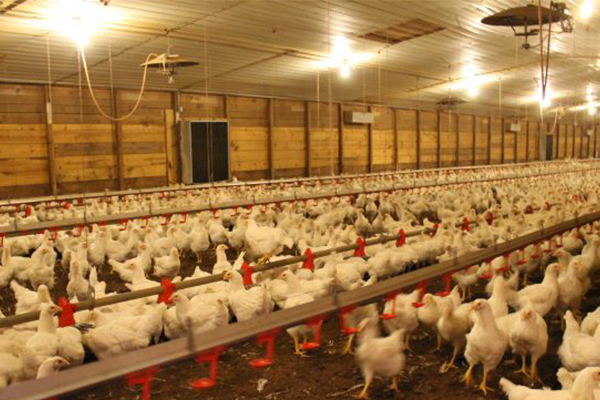 Poultry House Ventilation