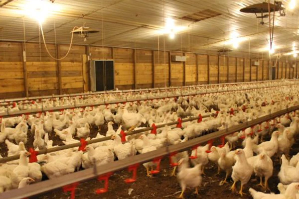 Poultry House Ventilation