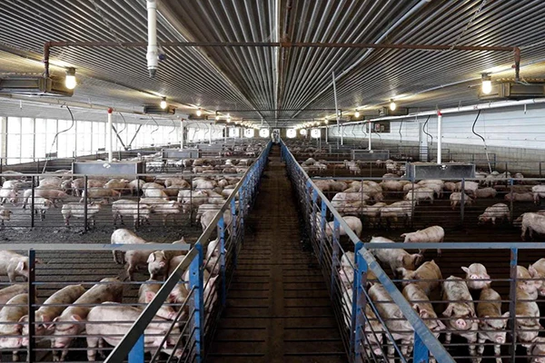 Pig Farm Ventilation