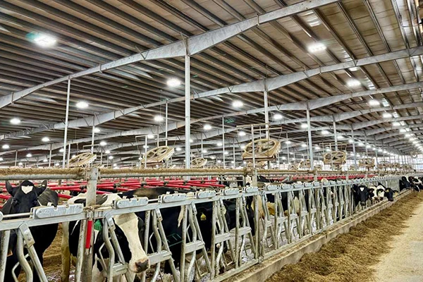 Dairy Barn Ventilation