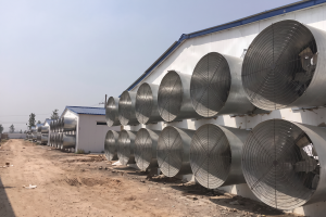 LWPVL-1270T Poultry Barn Exhaust Fan for 51,000 m³/h Airflow