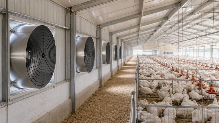 Poultry & Livestock House Ventilation