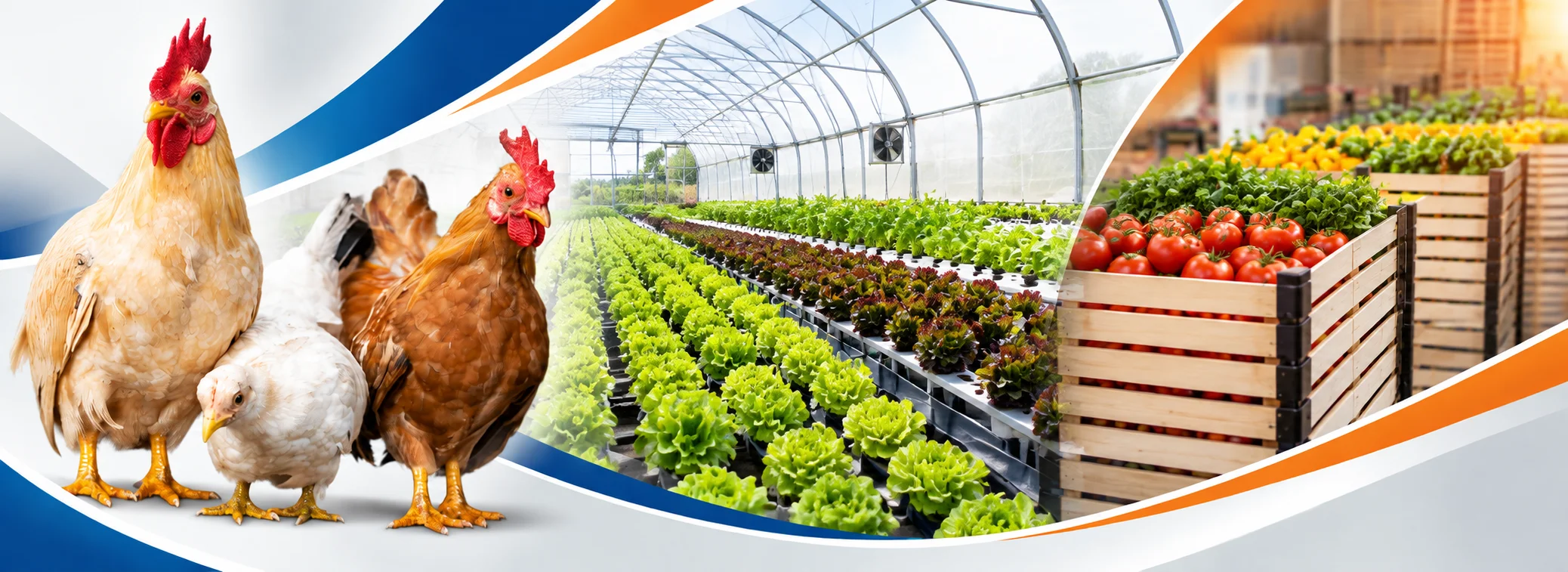 agriculture ventilation fan